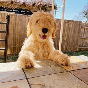 Meet your Posher, Temmi